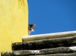 Cat at Fuerte San Miguel