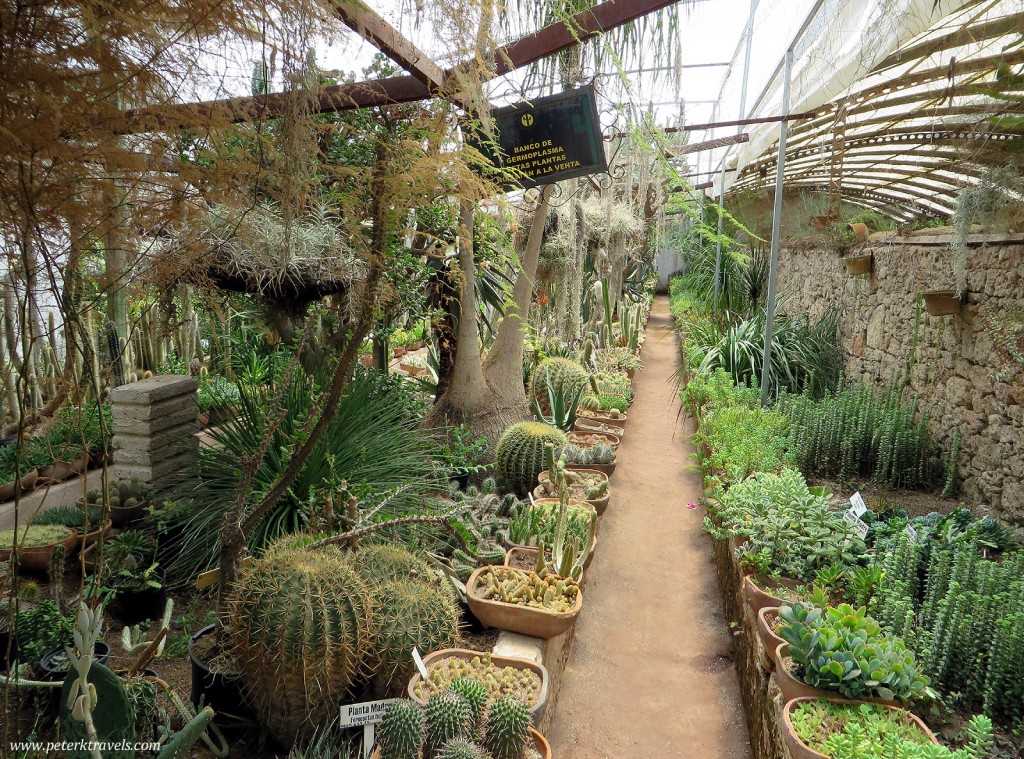 Cacti at Quinta Schmoll, Cadereyta