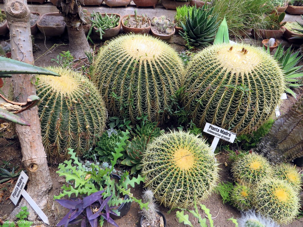 Cacti at Quinta Schmoll, Cadereyta