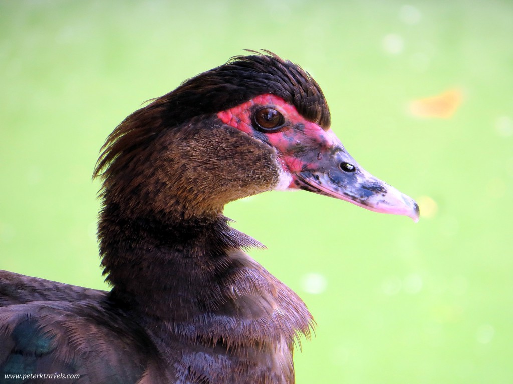 Duck in Cadereyta