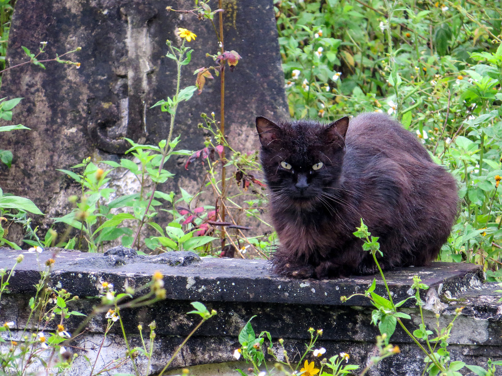 Scary Cat, Antiguo Panteón de Xalapa
