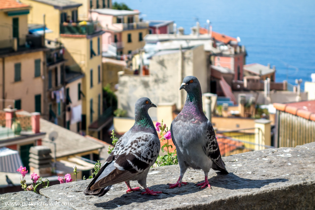 Pigeons at Riomaggiore, Italy