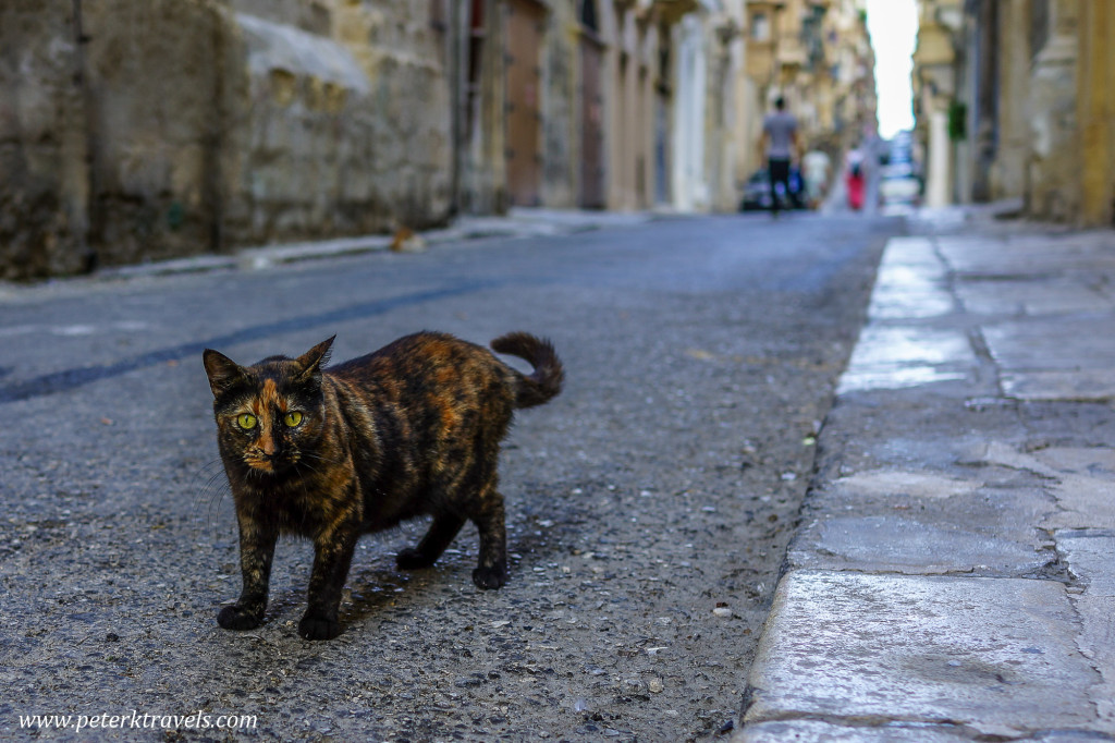 Cat, Valletta.