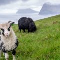 Faroe Islands Sheep