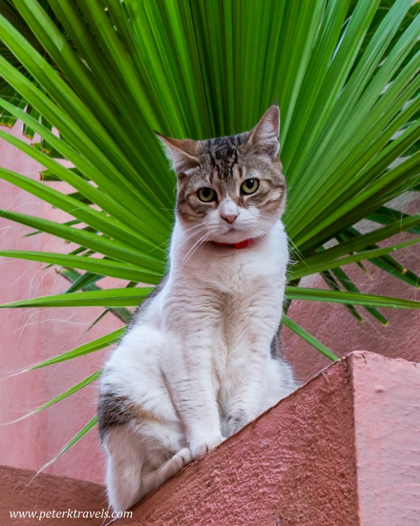 Collioure Cat