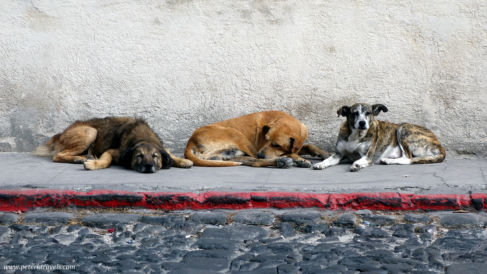 Street dogs, Antigua Guatemala