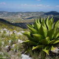 Succulents near Real de Catorce