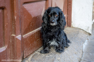 Dog, Sucre.