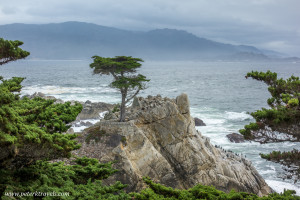 The Lone Cypress, Pebble Beach.