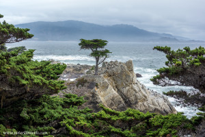The Lone Cypress, Pebble Beach.